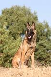 MALINOIS 115